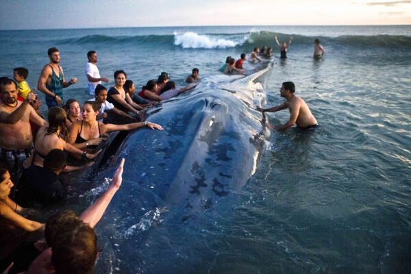 Посетители пляжа в Никарагуа пытаются вытолкнуть кита, выброшенного на берег, обратно в океан. Архивное фото - Sputnik Таджикистан
