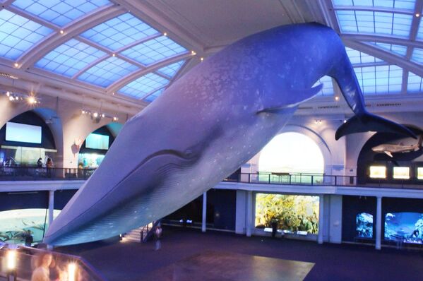 Модель синего кита в Американском музее естествознания в Калифорнии (США). Архивное фото - Sputnik Таджикистан