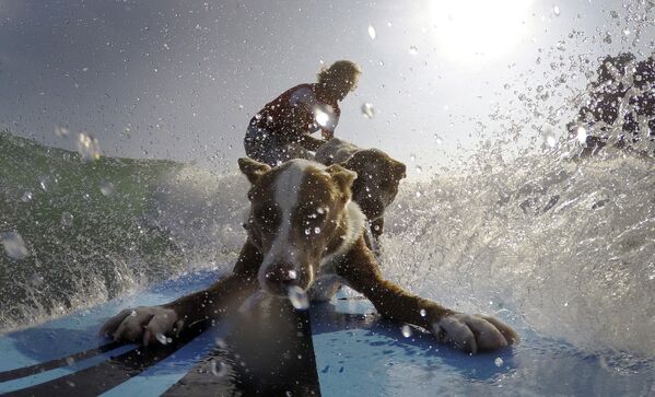 Австралийский тренер для собак и экс-чемпион по серфингу Крис де Абойтиз покоряет волну на сиднейском пляже вместе с собаками Рама и Милли - Sputnik Таджикистан