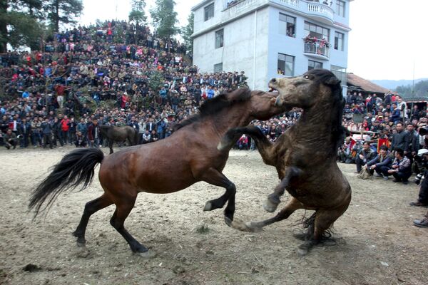 Лошади борются на празднике лошадиных схваток в  городе Лучжоу (Китай) в рамках празднования Нового года по лунному календарю - Sputnik Таджикистан
