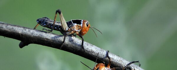 Саранча. Архивное фото Саранча. Архивное фото - Sputnik Тоҷикистон
