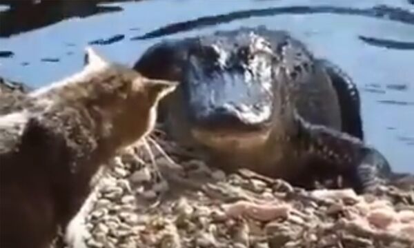 Кот против крокодила Кот против крокодила - Sputnik Таджикистан