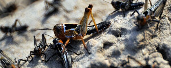 Саранча. Архивное фото - Sputnik Таджикистан