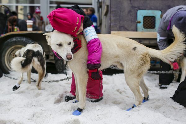 Девочка обнимает собаку во время церемонии начала собачьих гонок в упряжках в городе Идитароид в Аляске (США) - Sputnik Таджикистан