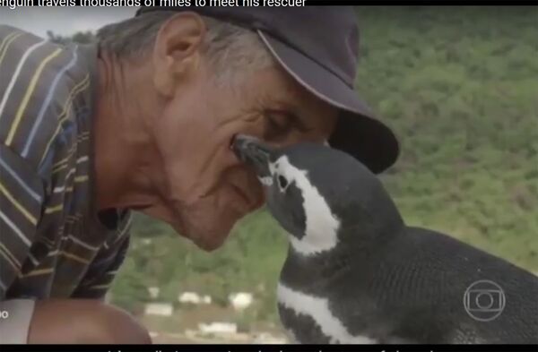 Дружба пингвина и человека - Sputnik Таджикистан