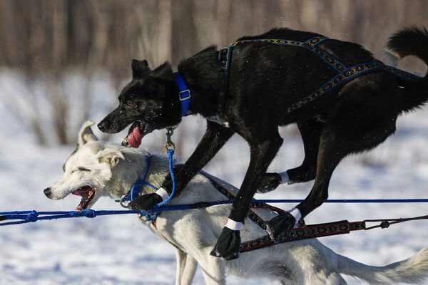 Собачьи гонки в упряжках в местности Уиллоу (Аляска, США) - Sputnik Таджикистан