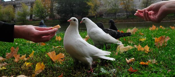 Голуби. Архивное фото - Sputnik Таджикистан