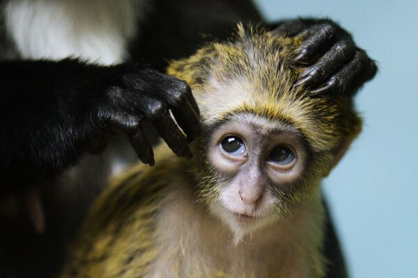 Пополнение у приматов в Новосибирском зоопарке - Sputnik Таджикистан