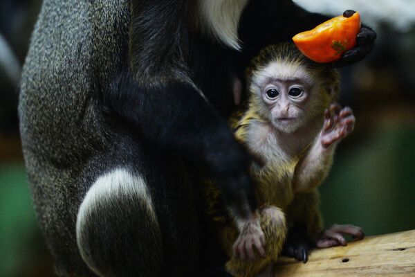 Пополнение у приматов в Новосибирском зоопарке - Sputnik Таджикистан