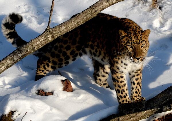 Дальневосточный леопард. Архивное фото - Sputnik Таджикистан