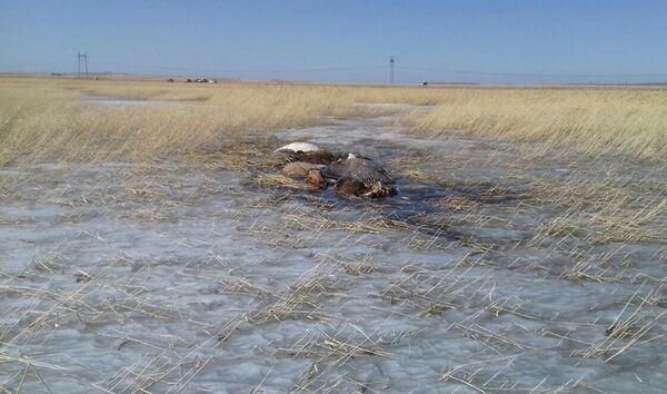 Пропавший осенью табун лошадей найден замерзшим в озере  Новости – Казахстан - Sputnik Таджикистан