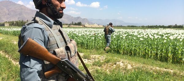 Сарбози афғонистонӣ дар назди киштзори кӯкнор - Sputnik Тоҷикистон