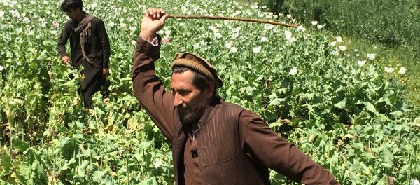 На поле по выращиванию мака - Sputnik Тоҷикистон