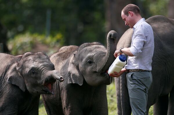 Принц Уильям кормит слоненка во время своего совместного путешествия с супругой Кейт Миддлтон в Индии - Sputnik Таджикистан