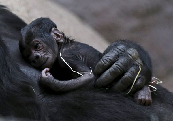 Детеныш гориллы в зоопарке в Праге (Чехия) - Sputnik Таджикистан