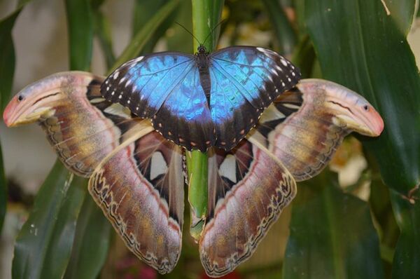 В музее живых бабочек в Санкт-Петербурге. Архивное фото В музее живых бабочек в Санкт-Петербурге. Архивное фото - Sputnik Таджикистан