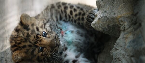 Детеныш леопарда. Архивное фото Детеныш леопарда. Архивное фото - Sputnik Таджикистан