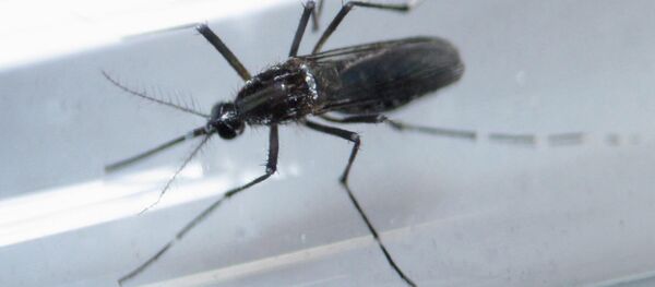 Москит, исследуемый в лаборатории в рамках борьбы с вирусом Зика. Архивное фото Москит, исследуемый в лаборатории в рамках борьбы с вирусом Зика. Архивное фото - Sputnik Таджикистан
