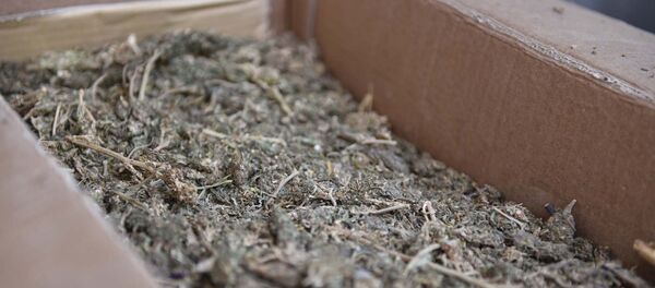 В печи АКН РТ сожгли свыше 370 килограмм наркотиков В печи АКН РТ сожгли свыше 370 килограмм наркотиков - Sputnik Таджикистан