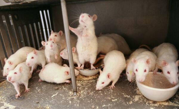 Крысы ,архивное фото - Sputnik Таджикистан