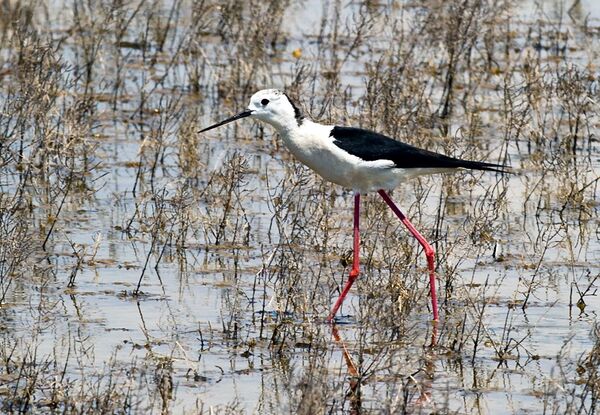 Какой сегодня праздник в Таджикистане и мире: 14 октября - Sputnik Таджикистан