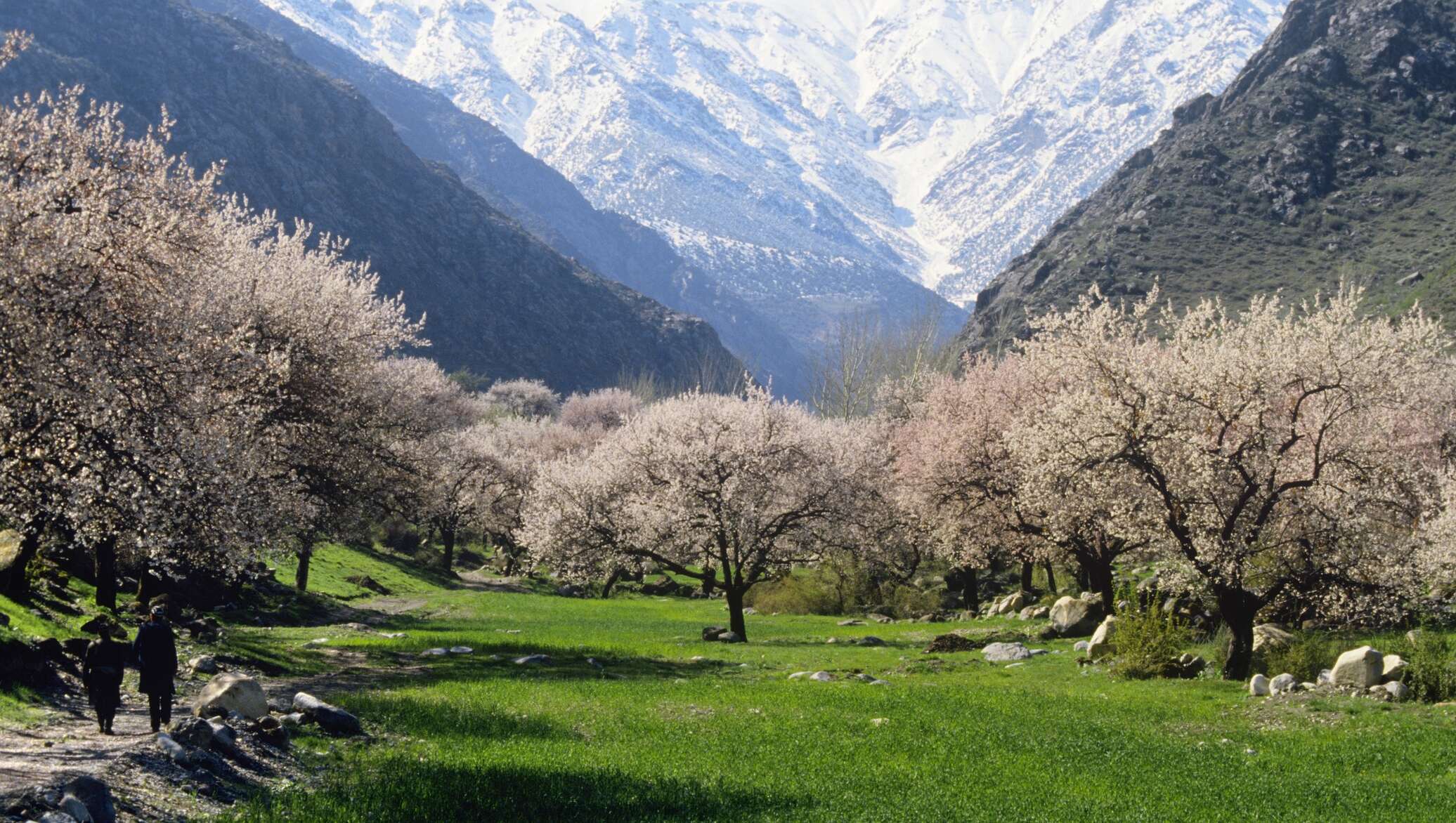 таджикистан горы весной