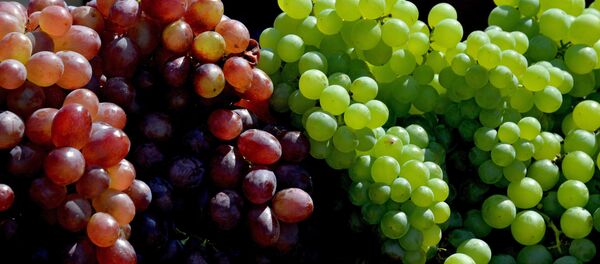 Виноград. Архивное фото - Sputnik Тоҷикистон