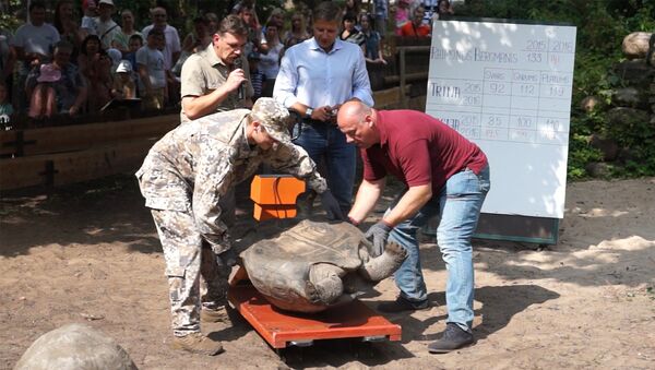 Традиция Рижского зоопарка - ежегодное взвешивание галапагосских черепах - Sputnik Таджикистан
