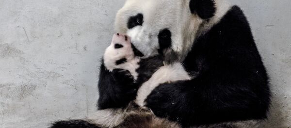 Панда с детенышем - Sputnik Таджикистан