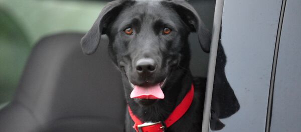 Лабрадор. Архивное фото - Sputnik Таджикистан