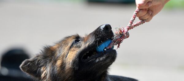 Кинолог играет собакой. Архивное фото - Sputnik Тоҷикистон