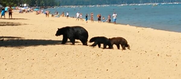 Медведица с детенышами гуляла по пляжу в Калифорнии и купалась среди людей Медведица с детенышами гуляла по пляжу в Калифорнии и купалась среди людей - Sputnik Таджикистан