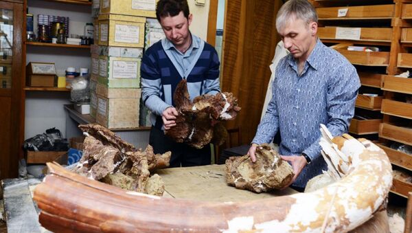 Ученые исследуют останки гигантского животного, останки которого нашли палеонтологи ТГУ - Sputnik Таджикистан