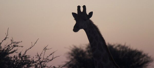 Страны мира. Намибия Страны мира. Намибия - Sputnik Таджикистан