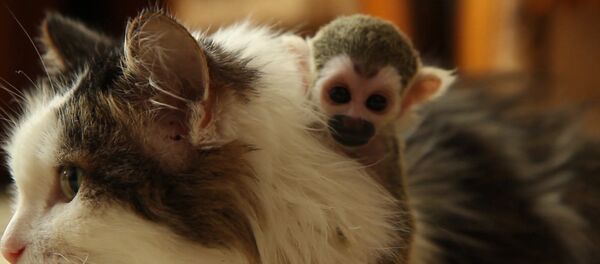 Брошенная родителями обезьяна обнимала приемную маму-кошку и каталась на ней Брошенная родителями обезьяна обнимала приемную маму-кошку и каталась на ней - Sputnik Таджикистан