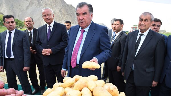 Эмомали Рахмон в Согдийской области на сборе картофеля - Sputnik Таджикистан