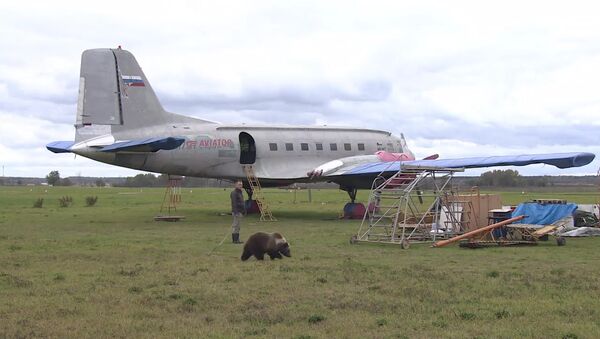 Медвежонок Мансур поселился на аэродроме под Тверью и подружился с лайкой - Sputnik Таджикистан