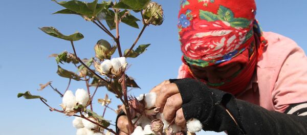 Сборщица хлопка, архивное фото - Sputnik Таджикистан