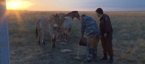 Путин покормил лошадей Пржевальского в заповеднике под Оренбургом - Sputnik Таджикистан