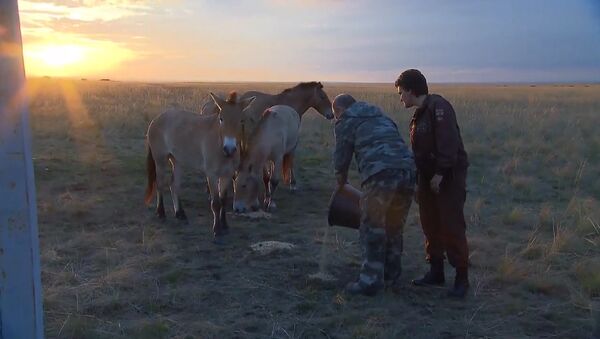 Путин покормил лошадей Пржевальского в заповеднике под Оренбургом - Sputnik Таджикистан