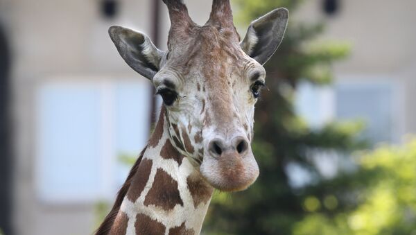 Жираф в зоопарке, архивное фото - Sputnik Таджикистан