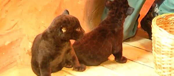 Первое появление на публике детенышей черного ягуара из зоопарка Лимпопо Первое появление на публике детенышей черного ягуара из зоопарка Лимпопо - Sputnik Таджикистан