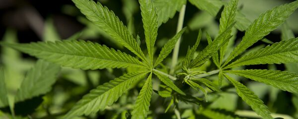 Таджикистан легализация марихуаны в кыргызстане легализовали марихуану