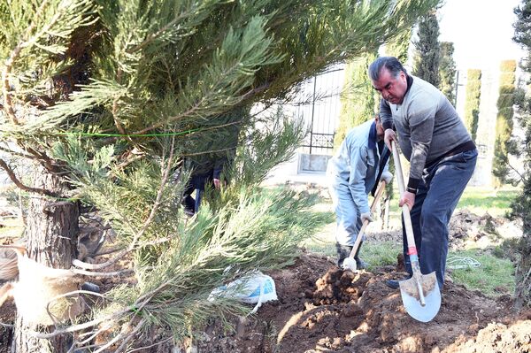 Эмомали Рахмон принимает участие в посадке деревьев - Sputnik Таджикистан