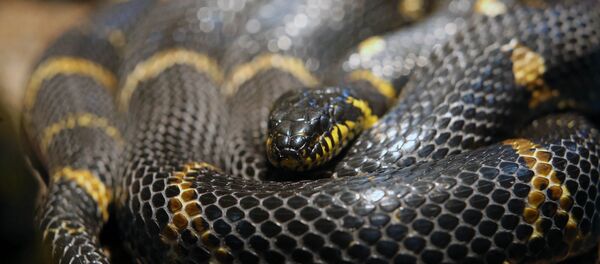 Змея, архивное фото - Sputnik Тоҷикистон