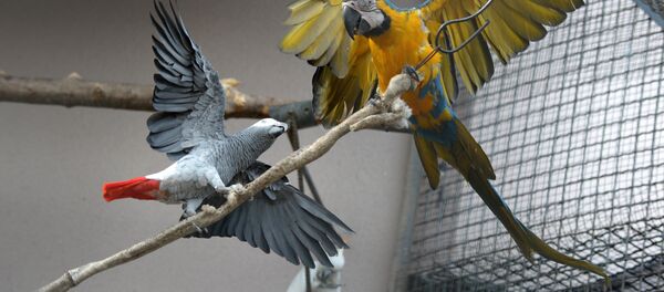 Попугаи, архивное фото - Sputnik Таджикистан