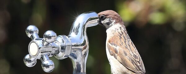 Воробей пытается выпить воды из крана - Sputnik Таджикистан