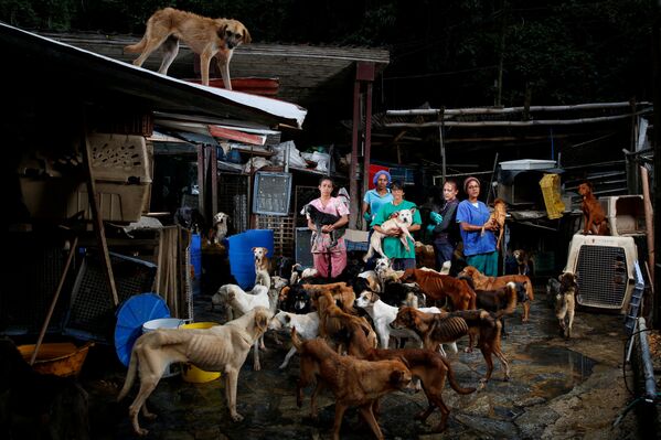 В приюте для бездомных собак в Лос-Текесе, Венесуэла - Sputnik Таджикистан
