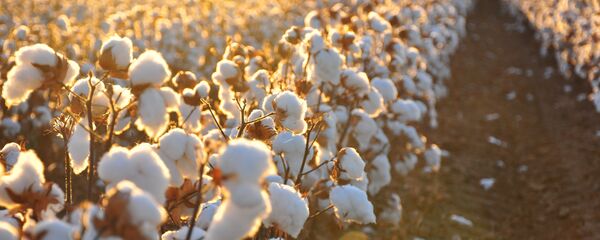 Хлопок, архивное фото Хлопок, архивное фото - Sputnik Тоҷикистон