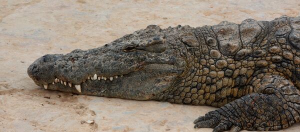 Крокодиловая ферма  - Sputnik Таджикистан